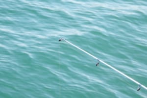 ヤリイカ釣りで揃えるべきタックルは？釣れる場所や仕掛け・釣り方を徹底解明 | Angler-Japan｜アングラージャパン